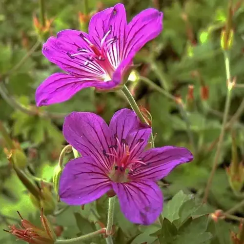 Storchschnabel, dunkelviolett