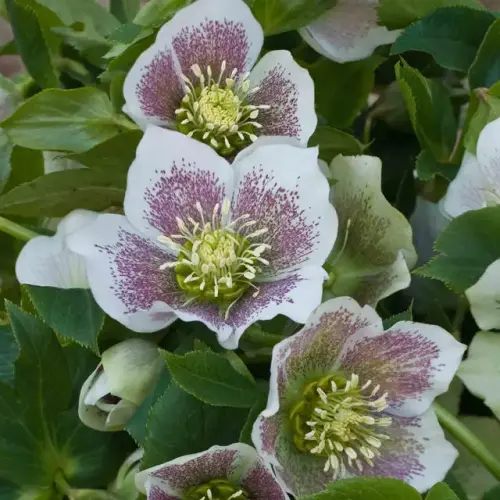 Christrose, weiß mit roten Punkten