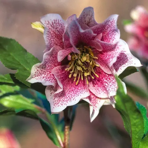 Christrose, rosa, gefüllt