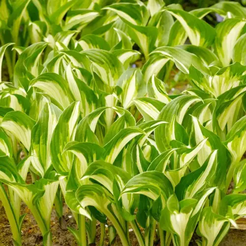 Funkie, weiße Mitte