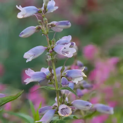 Bartfaden, bläulich