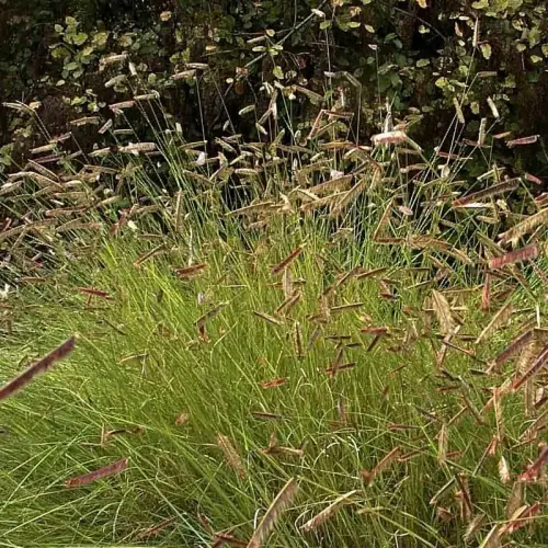 Moskitogras