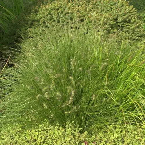 Zwerg-Lampenputzergras