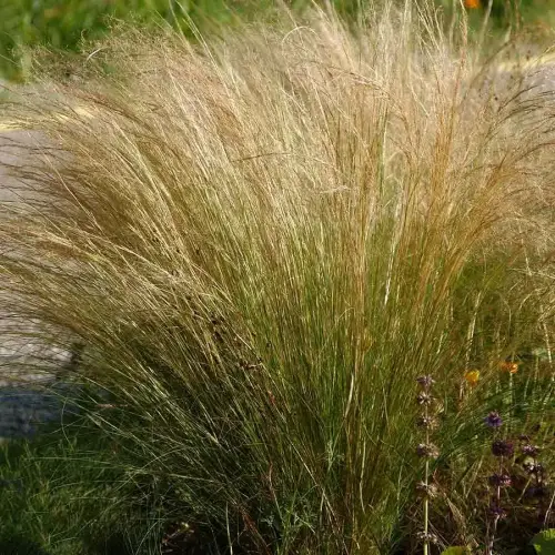 Federgras, Büschel-Haargras