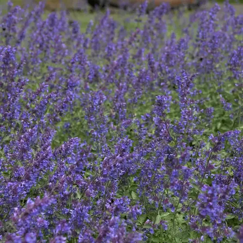 Katzenminze 'Walkers Low'