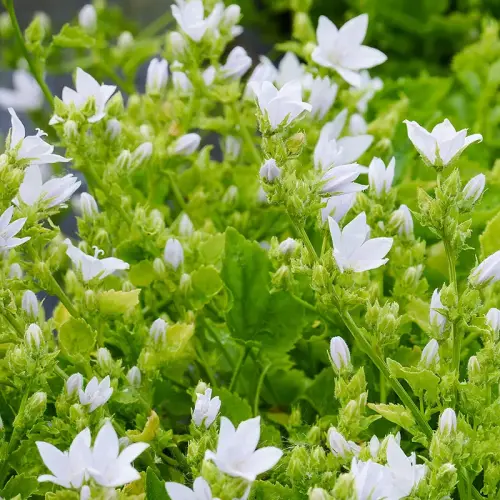 Weiße Hängepolster-Glockenblume