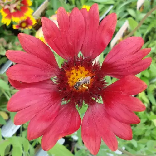 Kokardenblume, weinrot