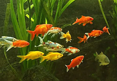 Goldfisch-Variationen