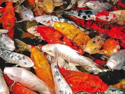 Teichpumpen sind oft Teil eines Sicherheitskonzeptes