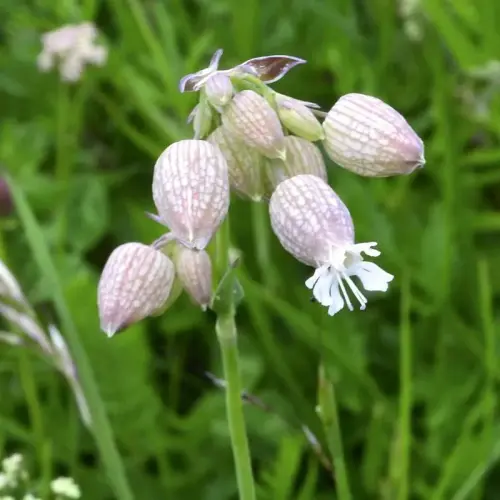 Aufgeblasenes Leimkraut