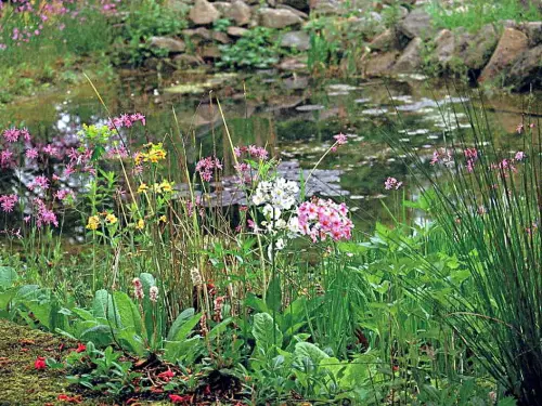 Teichufer-Saat gezielt einsetzen