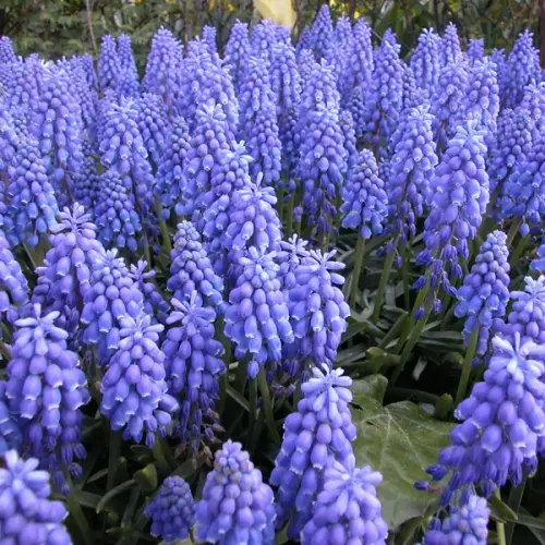 Trauben-Hyazinthe, blau