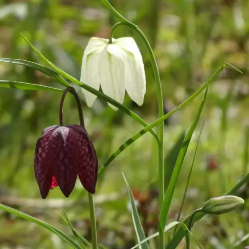 Schachblume