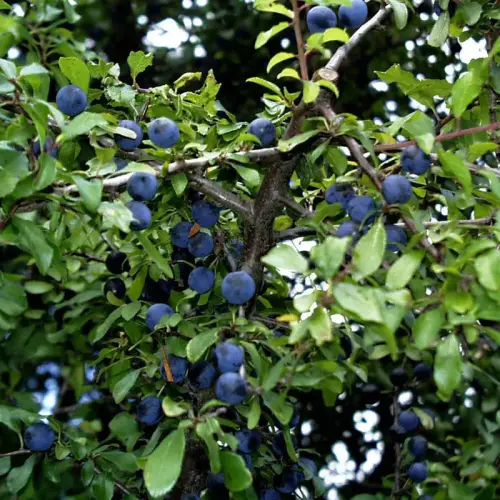 Schlehe, Schwarzdorn