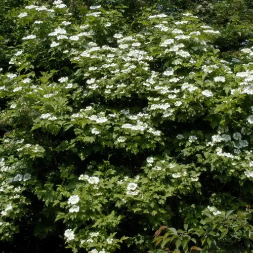 Schneeball, Gewöhnlicher