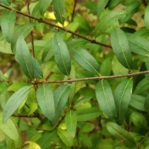 Liguster, Heckensorte