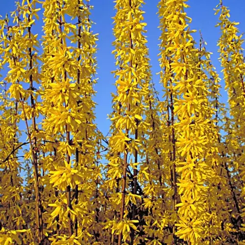 Forsythien