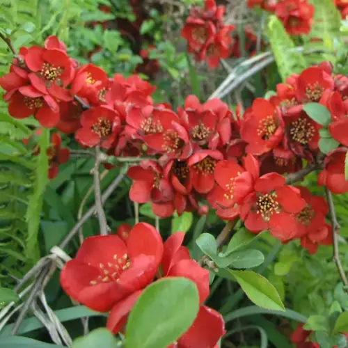 Japanische Zierquitte