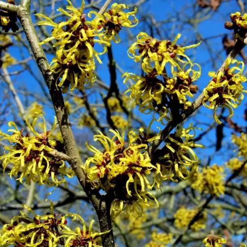 Gelbe Zaubernuss