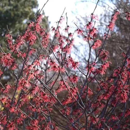 Rote Zaubernuss