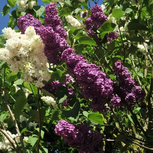 Flieder, purpurrot