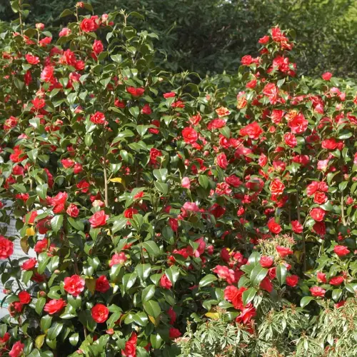 Freiland Kamelie, rot