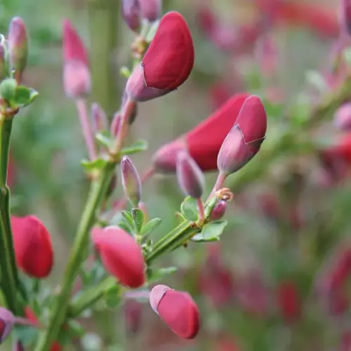 Besen-Ginster, rot