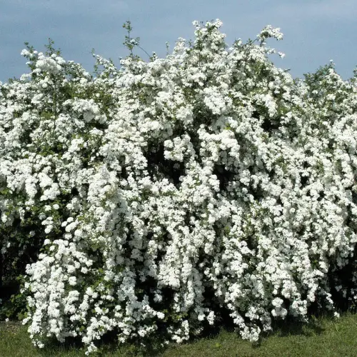 Prachtspiere