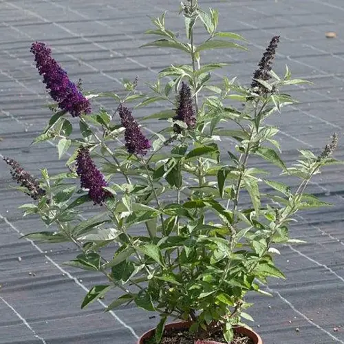 Kleinbleibender Sommerflieder