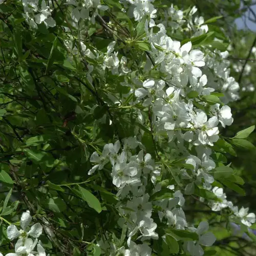 Prunkspiere