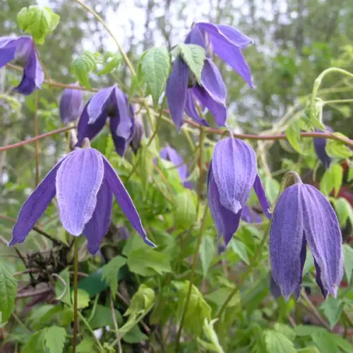 Alpen-Waldrebe, blau