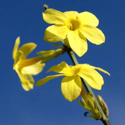 Winter-Jasmin