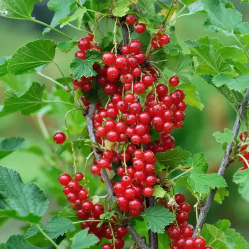 Rote Johannisbeere, mittelfrüh
