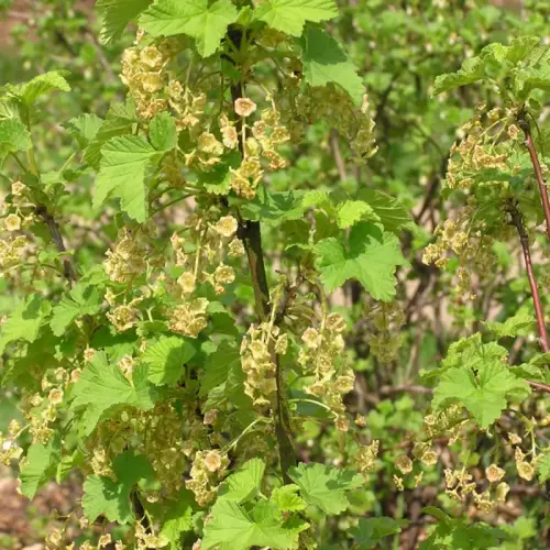 Rote Johannisbeere, spät