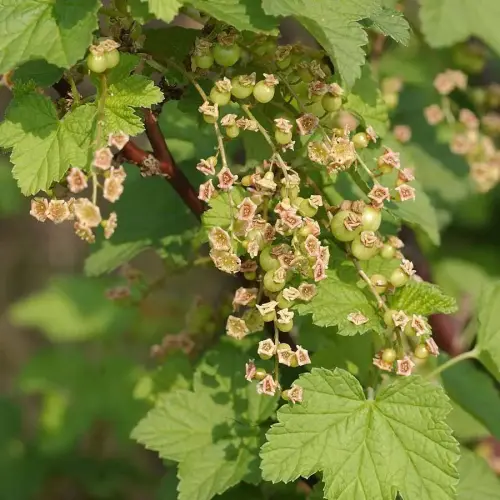 Rote Johannisbeere, früh