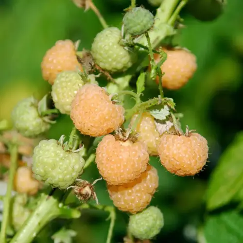 Himbeere gelb, mittelfrüh