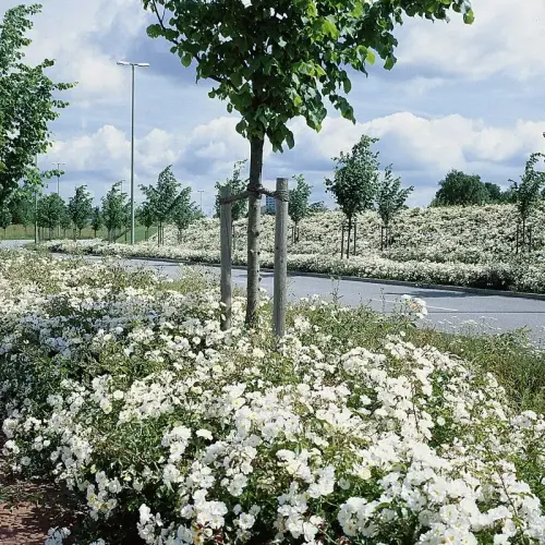 Teichrandrose, weiß