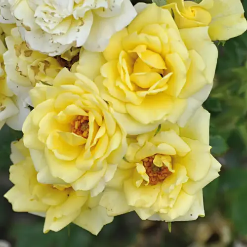 Teichrandrose, hellgelb