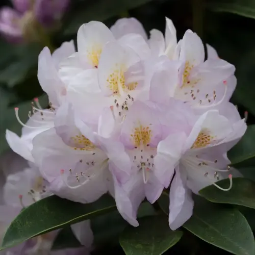Rhododendron, rosa