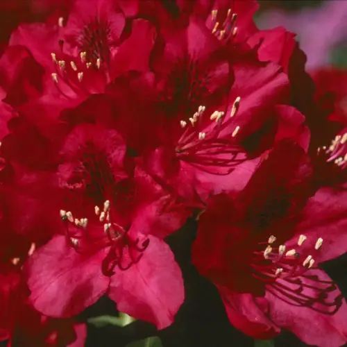 Rhododendron, rot