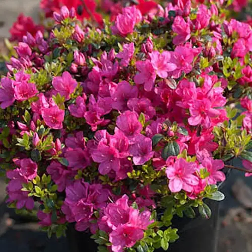 Niedrige Azalee, rosa