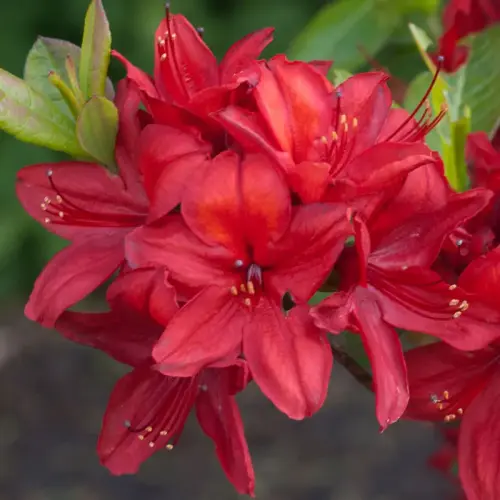 Hohe Azalee, dunkelrot