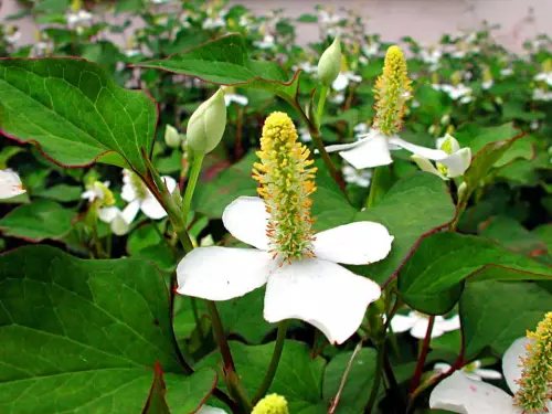 Schatten-Ufer-Sortiment