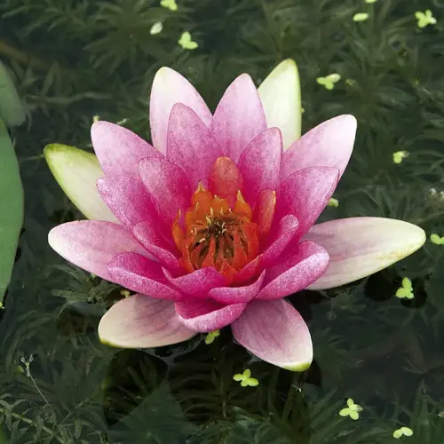 Seerose Laydek Lilacea