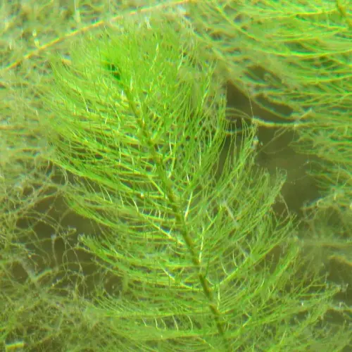 Grünes Tausendblatt