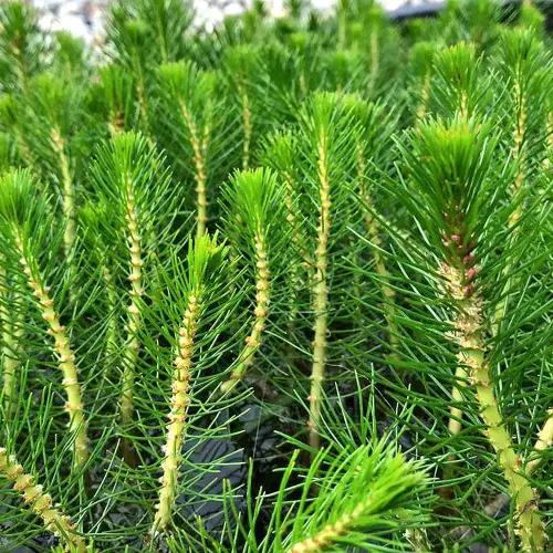 Australisches Tausendblatt