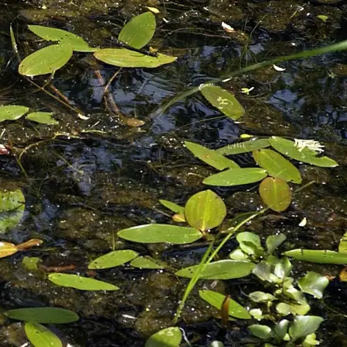 Schwimmendes Laichkraut