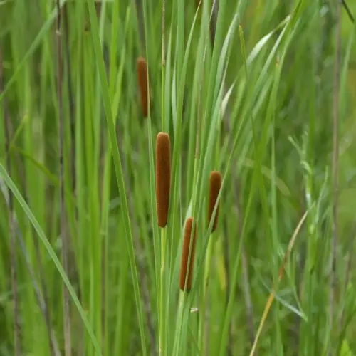 Schmalblättriger Rohrkolben
