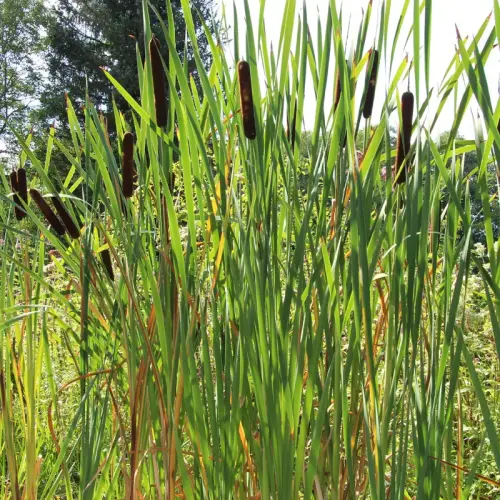 Breitblättriger Rohrkolben