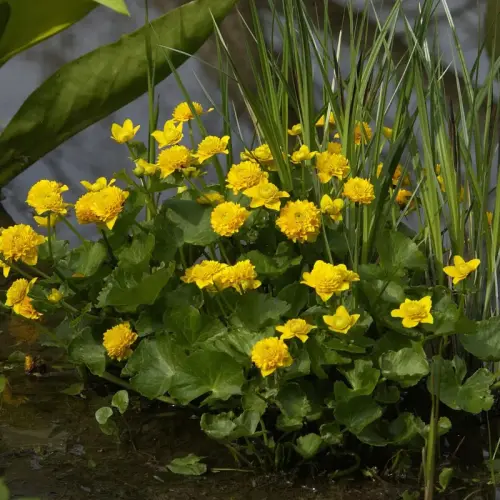 Sumpfdotterblume, gefüllt